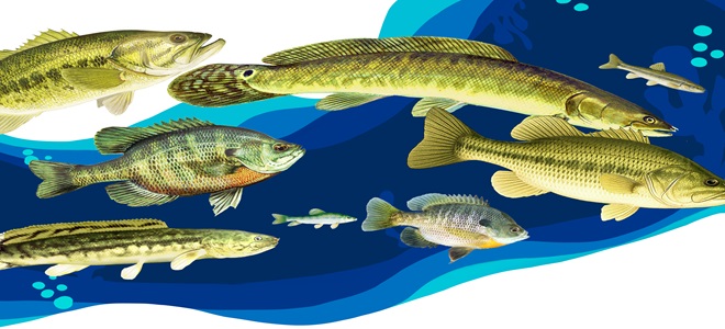 Fish art project